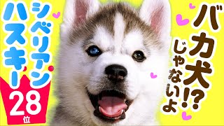 28th place Siberian Husky  TOP100 Cute dog breed video.