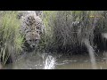 Masai Mara's famous five Cheetahs (Tano Bora) Drinking Water || Wild Extracts