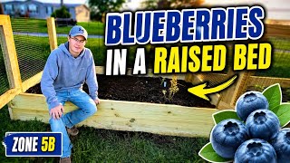 Growing Blueberries in a Raised Bed (What Actually Works)