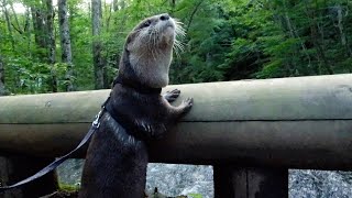 Excitement in a forest full of green! Aty running around in the woods! [Otter life Day 370]