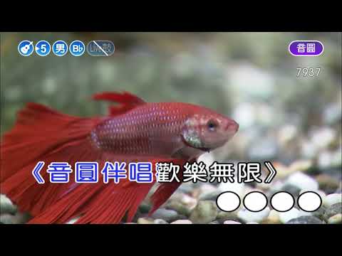 月娘照著的所在~江蕙~男Bb調~伴奏~導唱丙