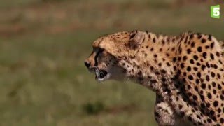Prédateurs - La traque du guépard