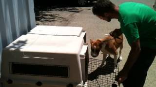 Kings SPCA moves dogs to new site 052913