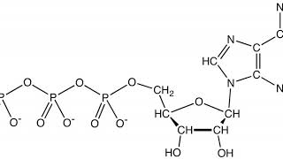Adenosine triphosphate | Wikipedia audio article