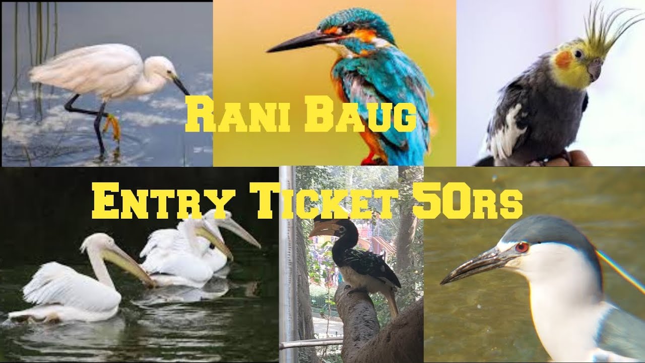 Mumbai Zoo, Rani Ka Baug, Part-2 Birds videos.  Byculla Zoo.