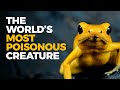 The Insane Biology of: The Poison Dart Frog