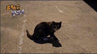 Feed freal cats every night at 2 AM | 140425 | Chill Study Music