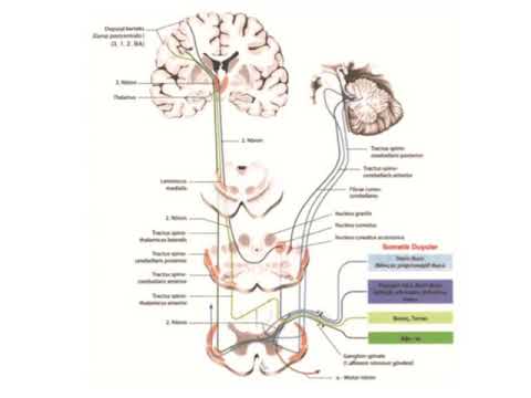 Anatomi / Sinir Sistemi / Afferent Yollar