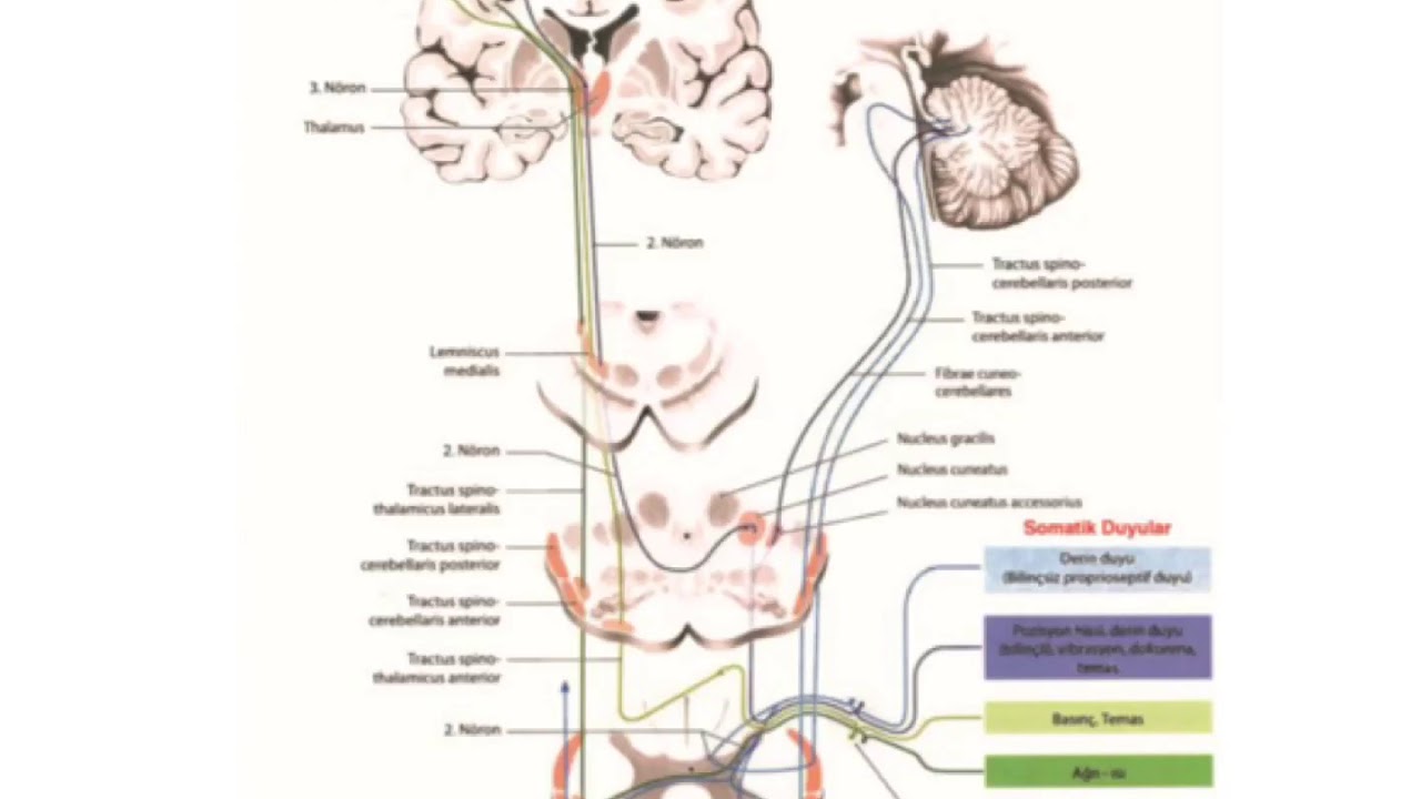 Anatomi / Sinir Sistemi / Afferent Yollar