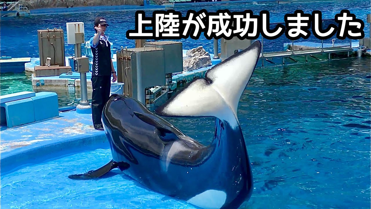 Killer whale Lynn-chan decides to come ashore [Nagoya Port
