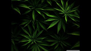 Werglův Pjos - Kytky Official Music Video