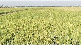 Tanaman Padi Model Arkansas Menjelang Panen