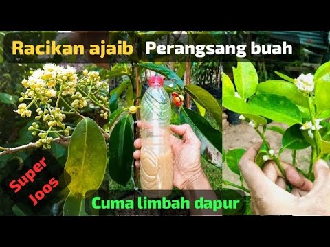 Mantap luar biasa racikan ini❗️tanaman kecil pun berbuah berdompolan❗️cuma dengan limbah dapur  loo