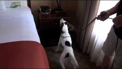 Maggie Bed Bug Detection Dog in Training - Falco K9