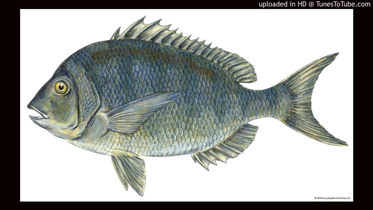 Menya ubusobanuro ku nzozi zose zerekeye AMAFI