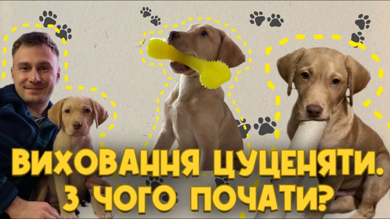 Що категорично не можна робити під час виховання цуценяти?