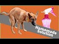 Potty train your adult dog  hindi 2023 simplest and easiest 