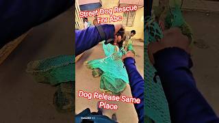 Dog Release Same Location City #release #dog #streetdogrescue #pets #animals #ytshorts #shorts