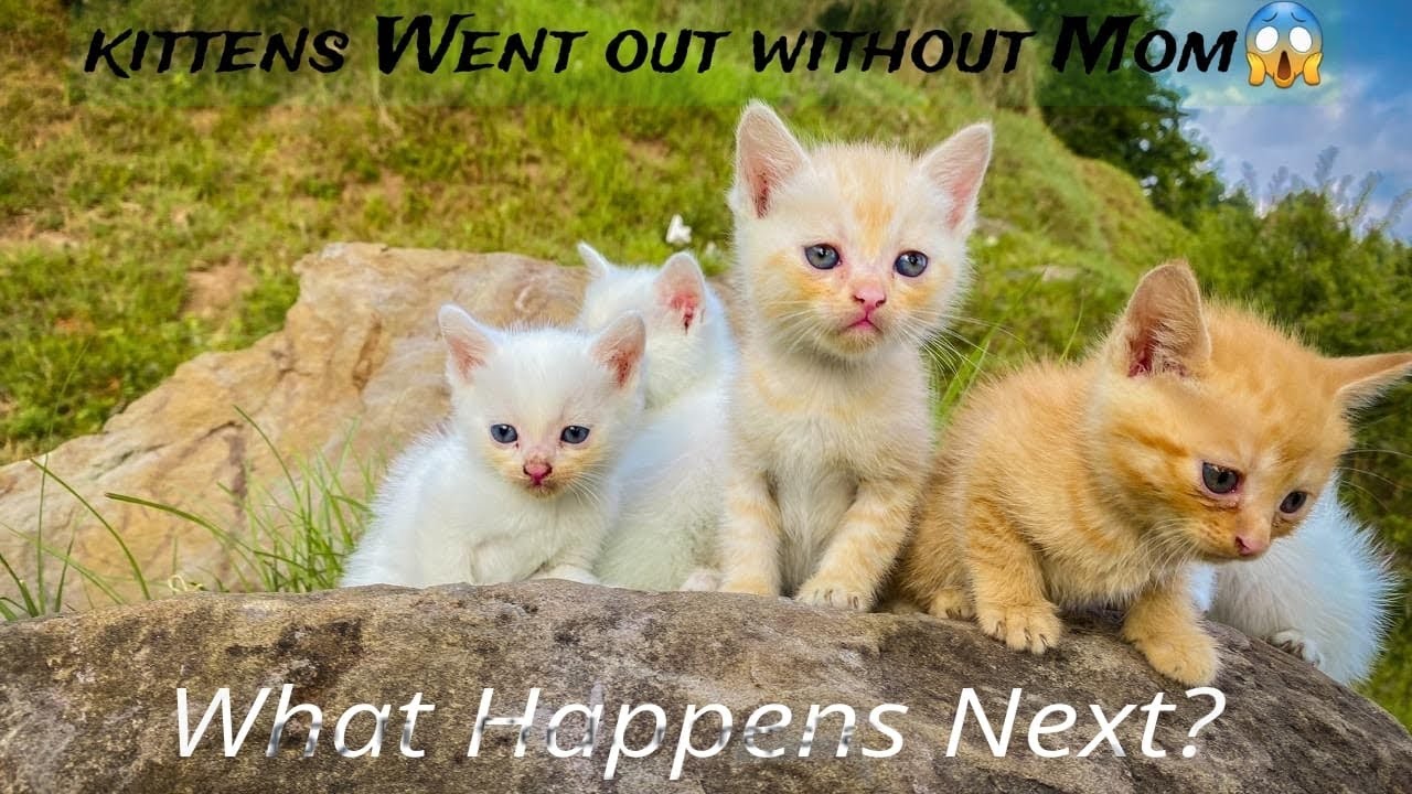 Professional Cat Grooming ! 5 Adorable Kittens Explore the World for the First Time