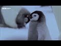 The Challenges of Raising Penguin Chicks | 20 Years of Planet Earth | BBC Earth