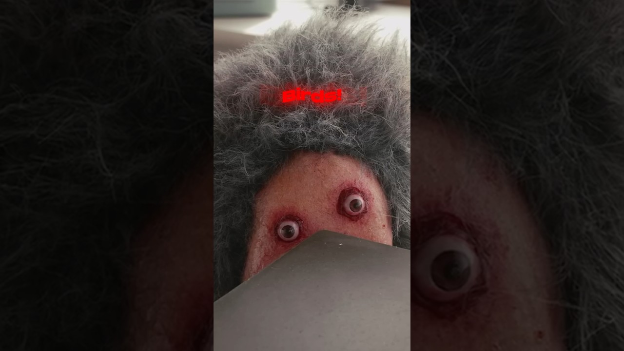 Don’t feed the birds!