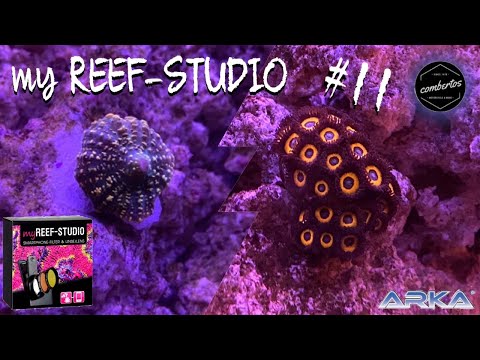 Lido200 MWA #11 | myREEF-STUDIO |