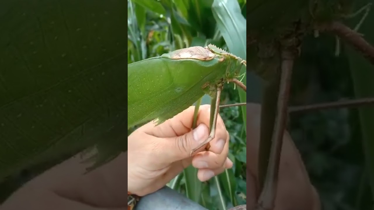 The LOUD Sound Of A Katydid (Bush Cricket)😱 