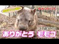 人間の年齢だと100歳の大往生・・・!人気者ウォンバットのモモコ、旅立つ・・・(Wombat)