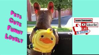 Part 2 - Funny and Cute Pets Compilation | 2K Resolution |