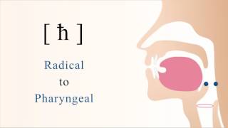 [ ħ ] unvoiced radical pharyngeal non sibilant fricative @GlossikaPhonics