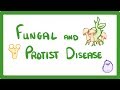Fungi and Protists: Their Roles and Impact on Health and Plants