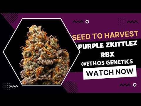 Ethos Genetics Sorten Ethos Genetics bekannte Sorten Übersicht
