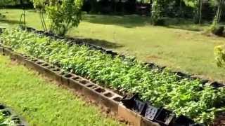 Organic Farm at the Guam Dept. of Ag.