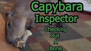 Capybara Inspector Checking Out A Bone