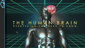 Journey Into the Human Brain: An In-Depth Guide to Your Amazing Brain!