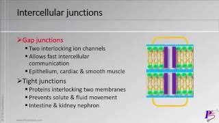 Chapter 1 (The Cell) - Video 1 (Plasma Membrane Structure)
