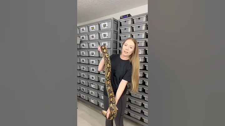 Over 9lb Ball Python!