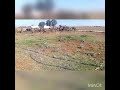 استكنان حياة البادية