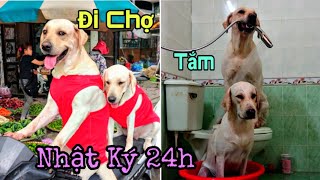 Nhật ký 24h của vợ chồng Củ Cải Kim Chi | What do my dogs do in a day?