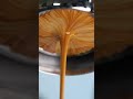 The MOST Beautiful Espresso