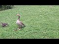Little ducks UK