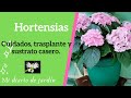 Cuidados, trasplante y sustrato casero para Hortensias, mi diario de jardin