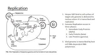 The Human Herpes Viruses