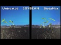 BiotaMax seed germination - soybean