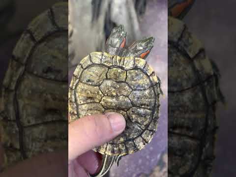 Video: Membantu! Saya Memiliki Reptil!