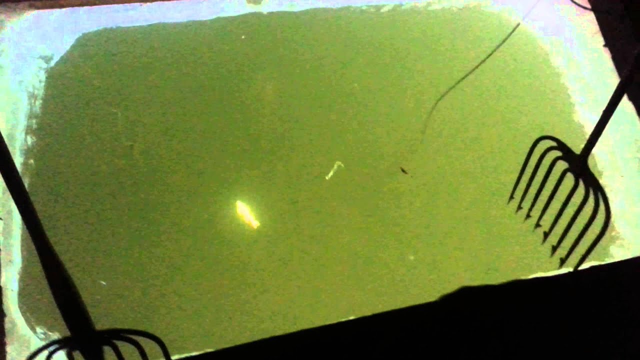 First decoy swim test YouTube