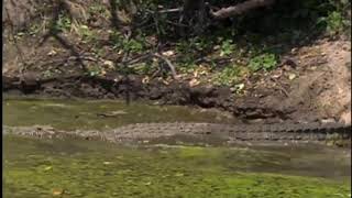 Most Amazinng Crocodile Attack Wildebeest And Zebra