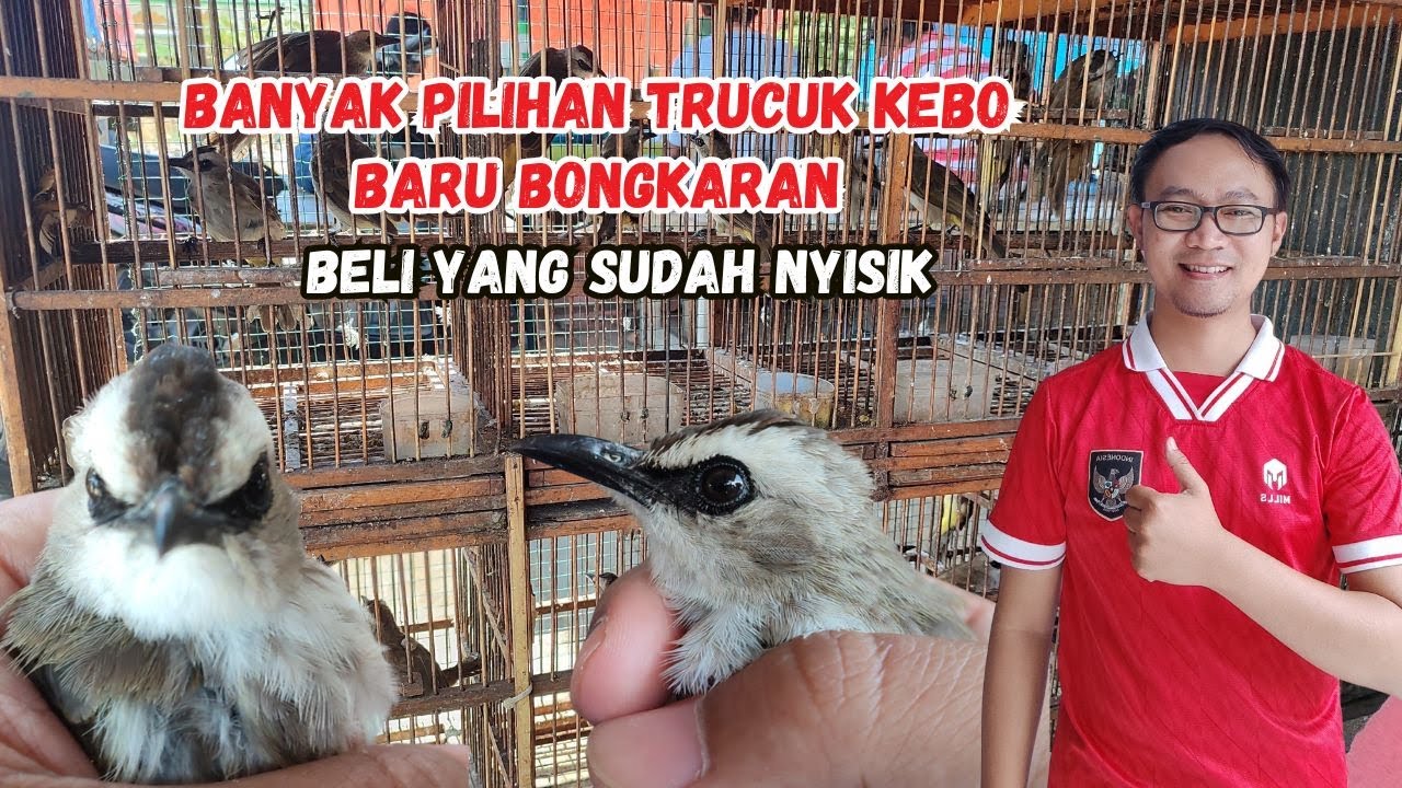 BANYAK PILIHAN TRUCUK KEBO OMBYOKAN! SAYA PILIH YANG SUDAH NYISIK KAKINYA