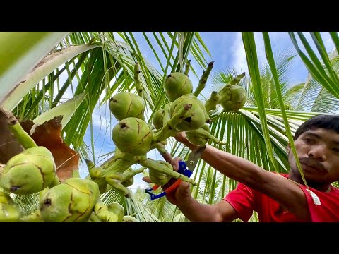 Coconut Farming in the Philippines: Hybrid Dwarf Coconut, Bakit napaka Dami Mamunga?