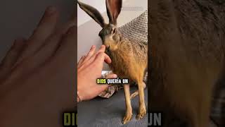 Sabías Que Dios Prohibió Comer Liebre? Óriasbíblicas